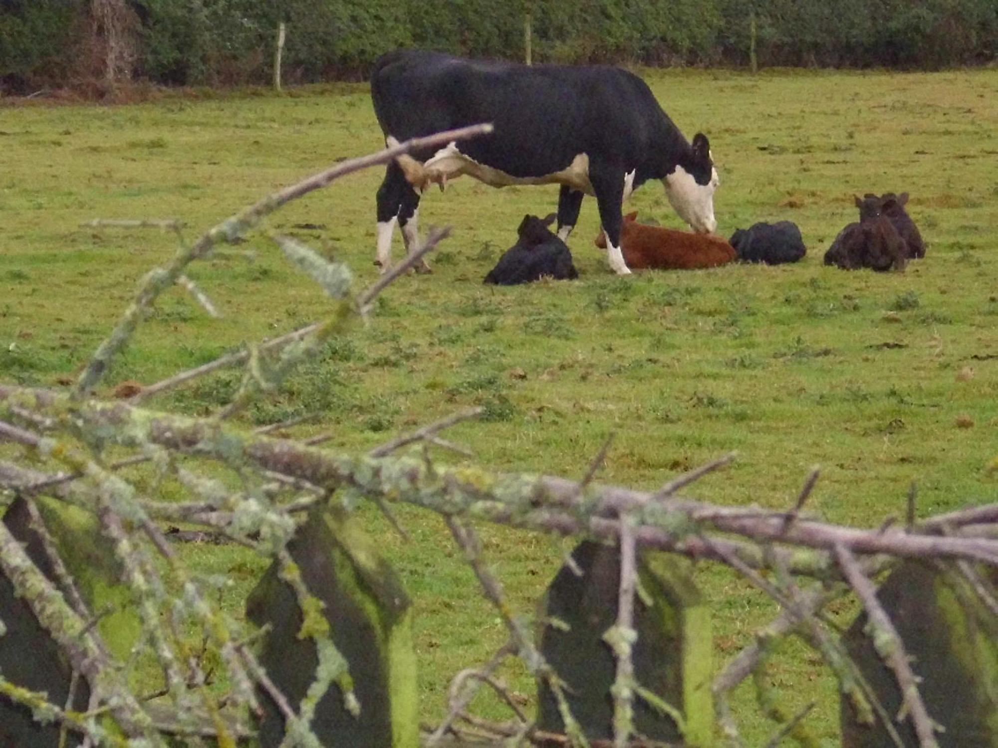ホテル Ty Llew Llandysilio エクステリア 写真