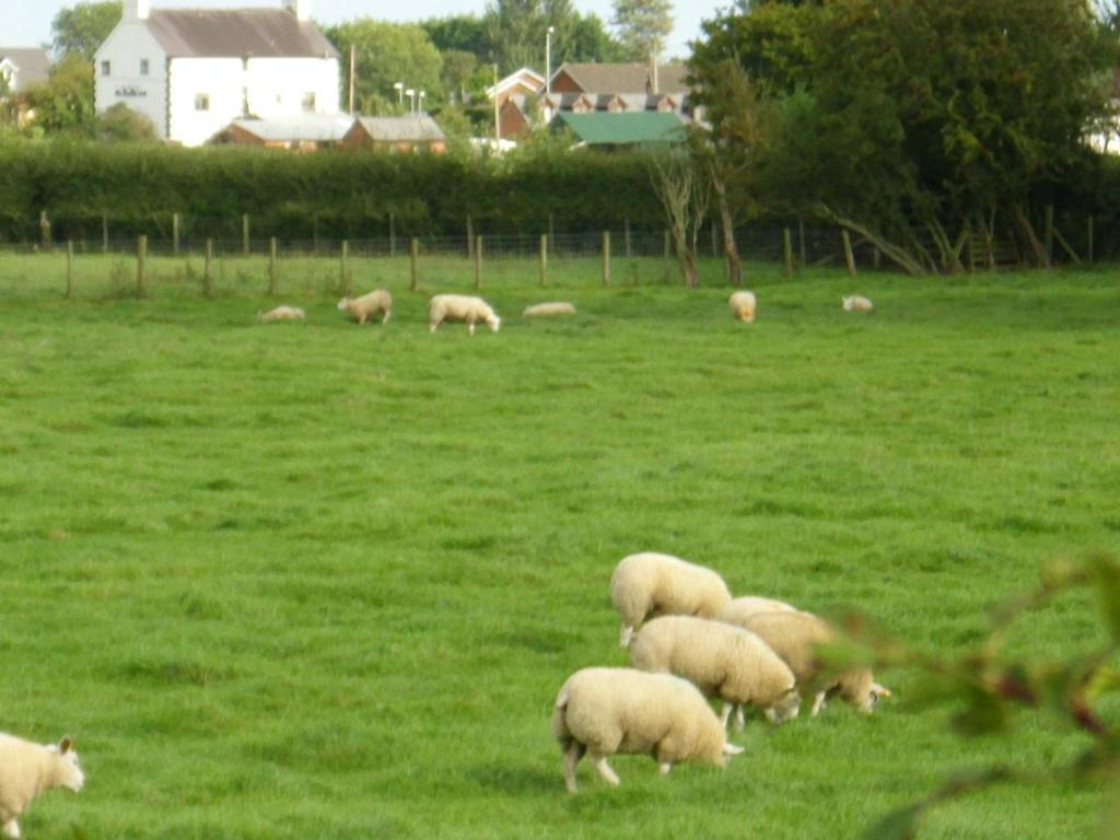 ホテル Ty Llew Llandysilio エクステリア 写真